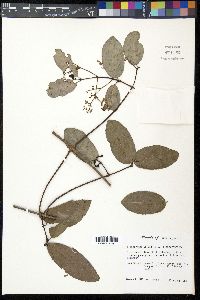 Hippocratea volubilis image