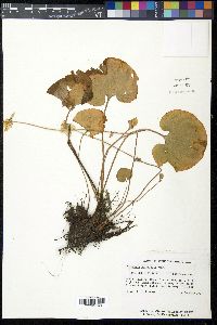 Parnassia asarifolia image