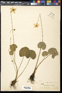 Parnassia asarifolia image