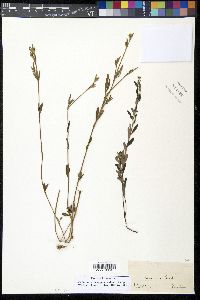 Parnassia caroliniana image