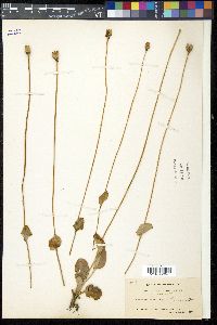 Parnassia caroliniana image