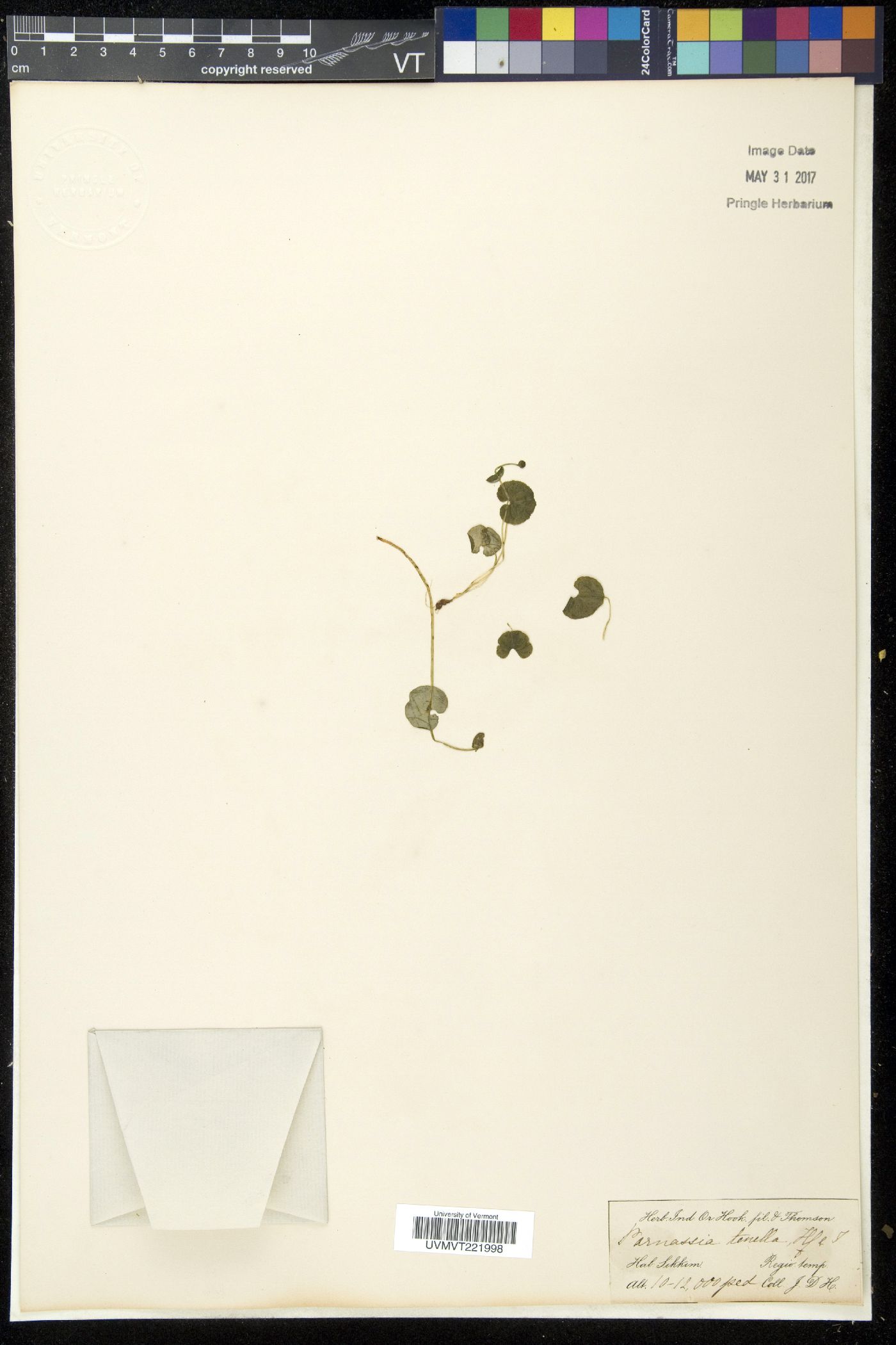 Parnassia tenella image