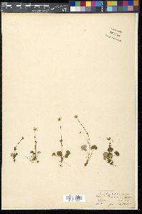 Parnassia mysorensis image
