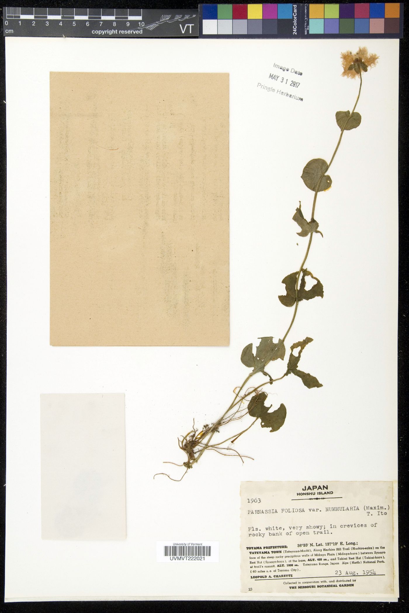 Parnassia foliosa image