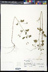 Oxalis barrelieri image