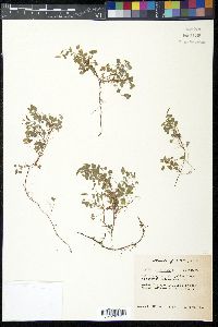 Oxalis corniculata image