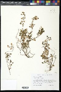 Oxalis corniculata image
