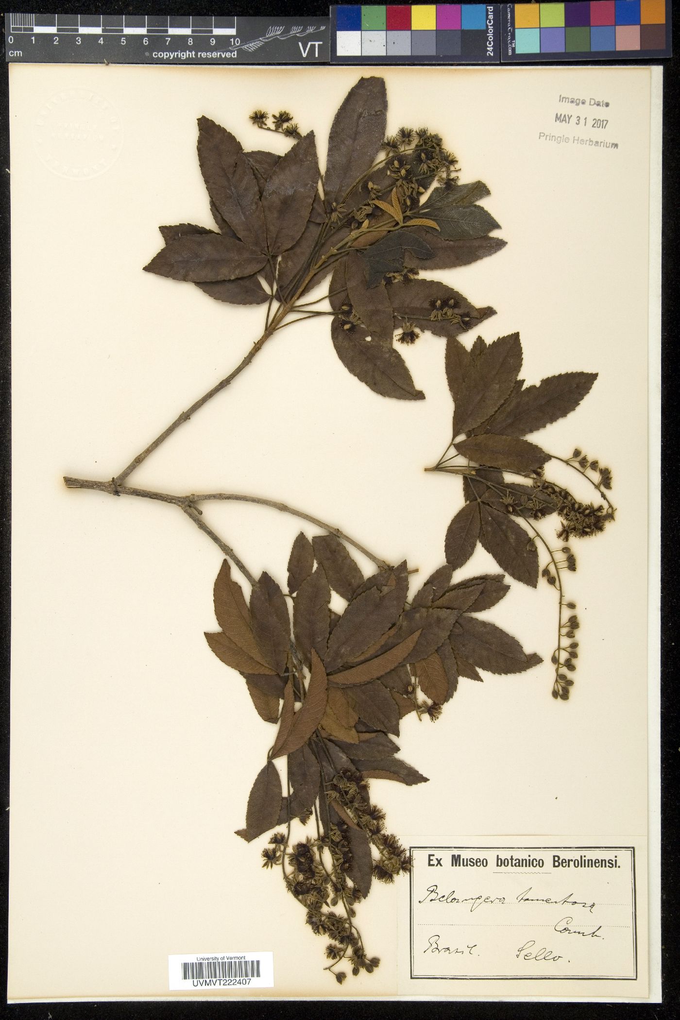 Belangera image