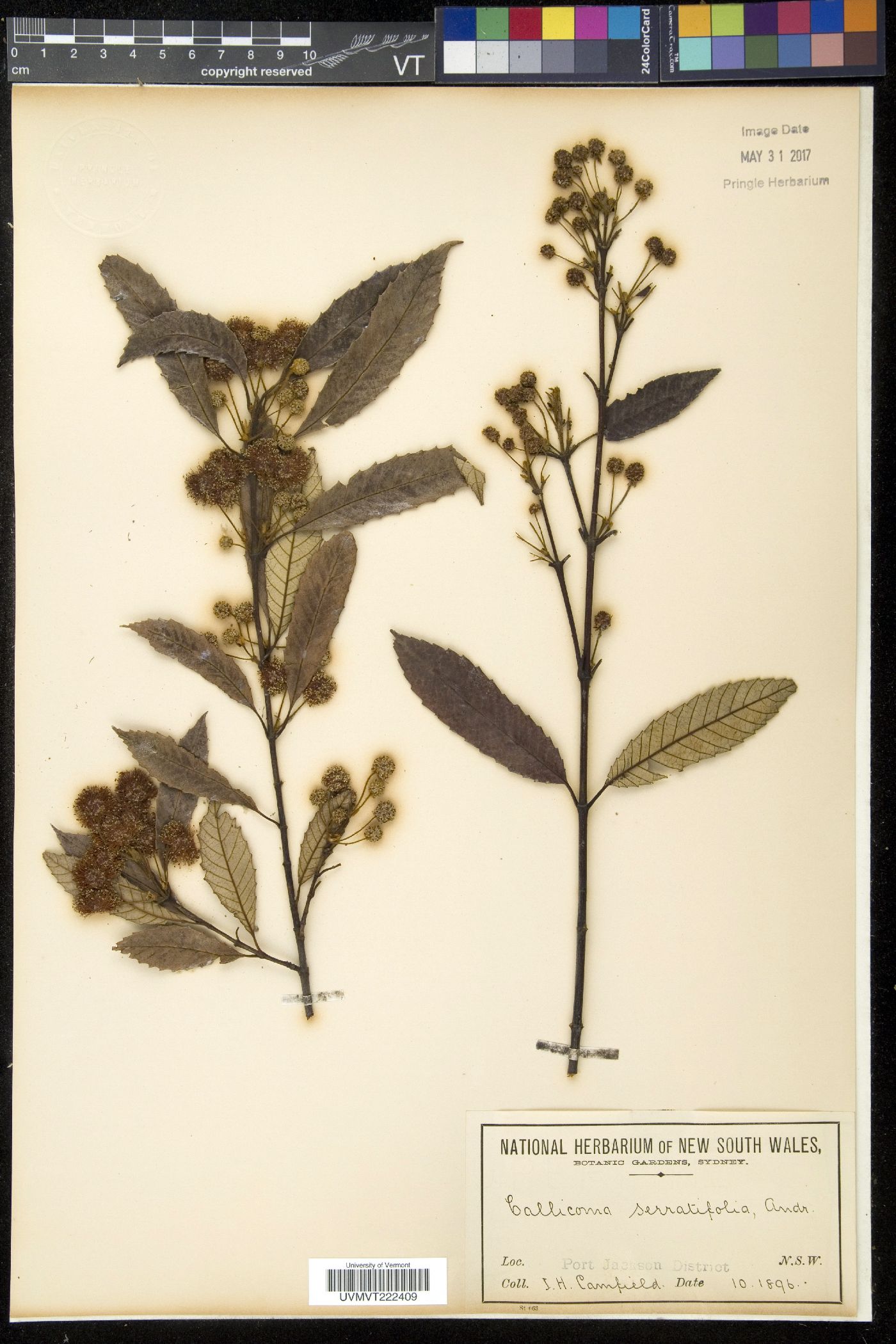 Callicoma image