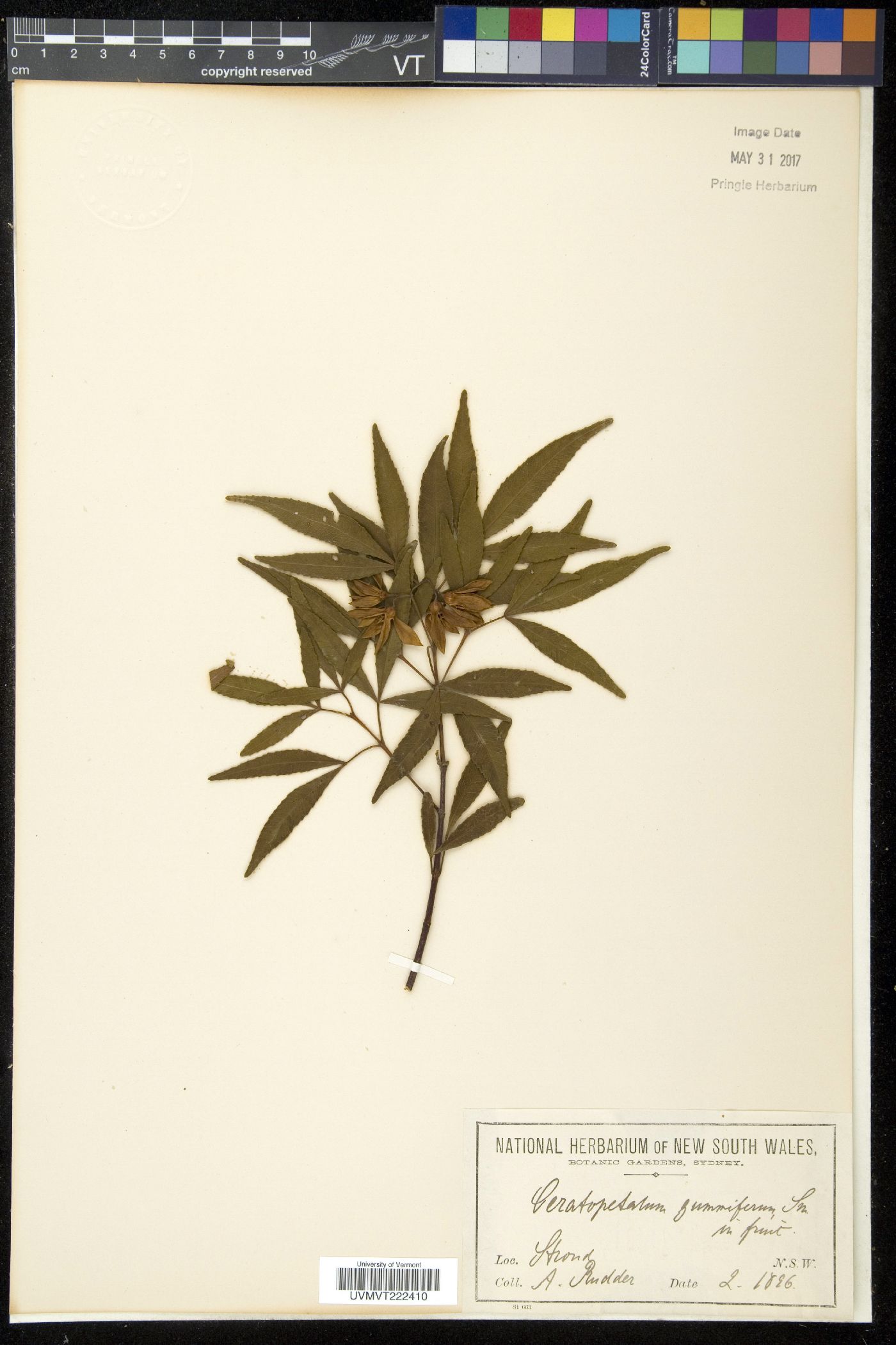Ceratopetalum image