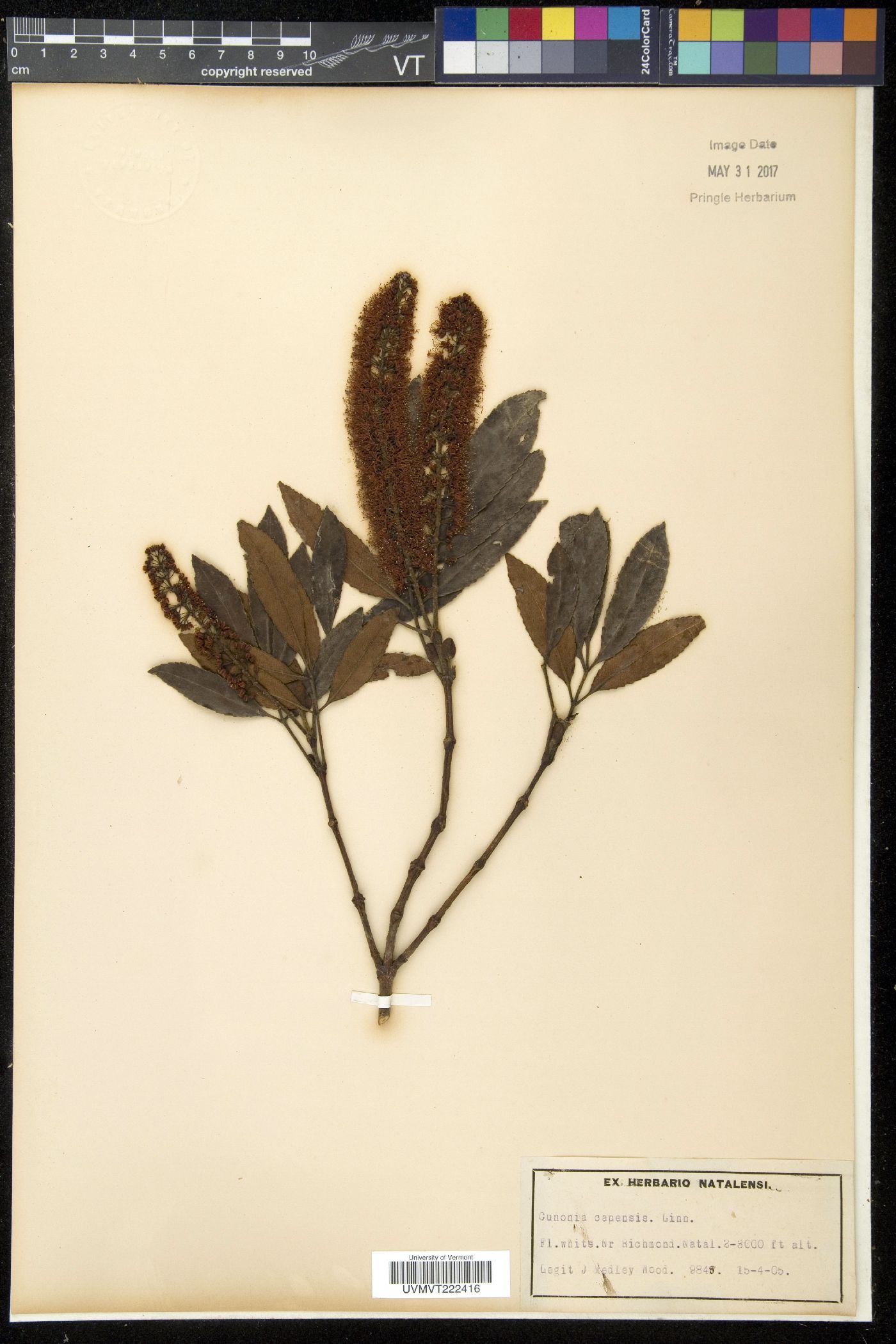 Cunonia image