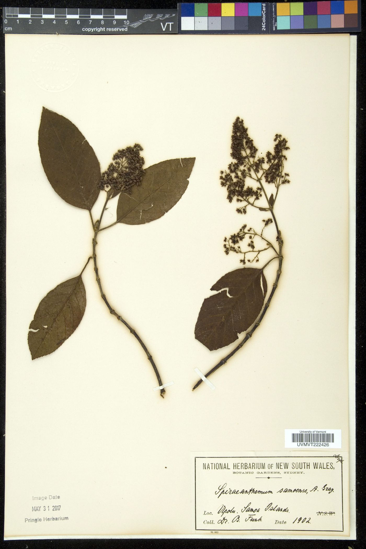 Spiraeanthemum image