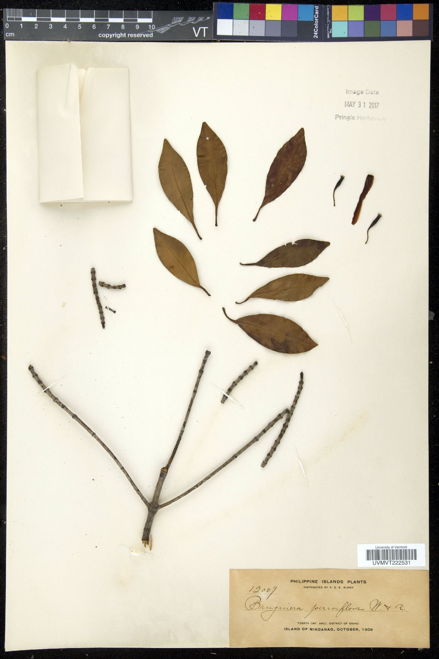 Bruguiera parviflora image