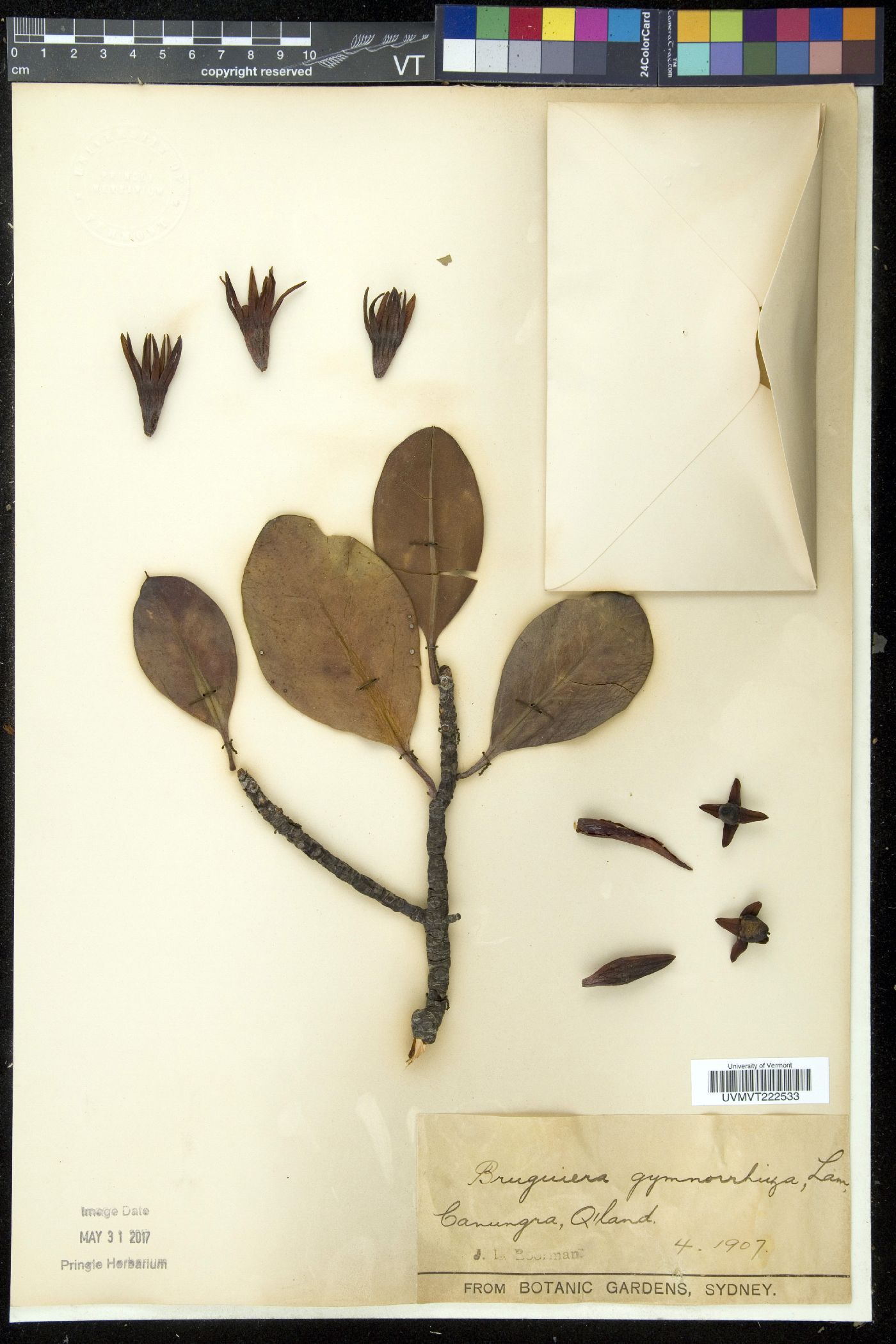 Bruguiera gymnorhiza image
