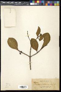 Carallia brachiata image