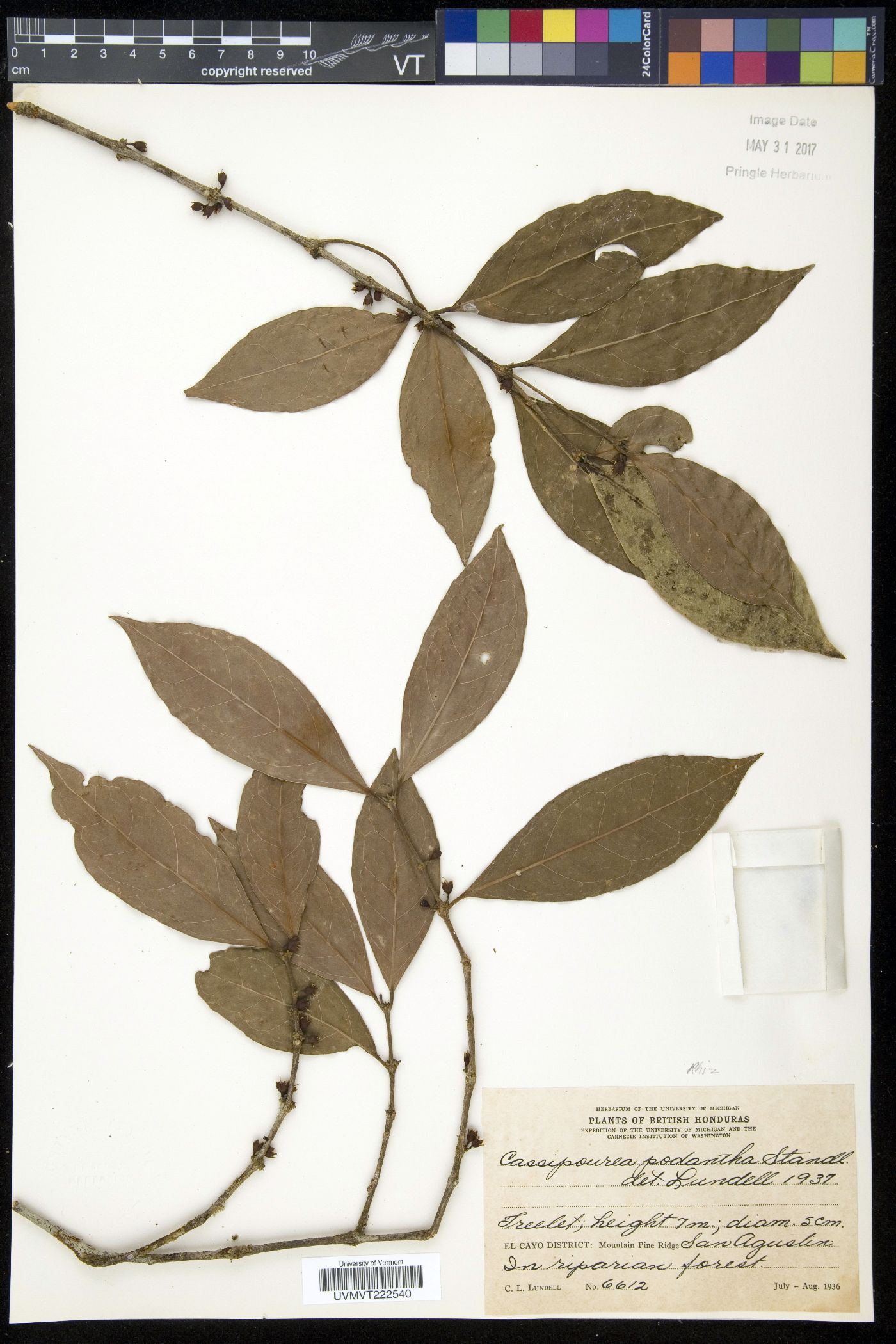 Cassipourea podantha image