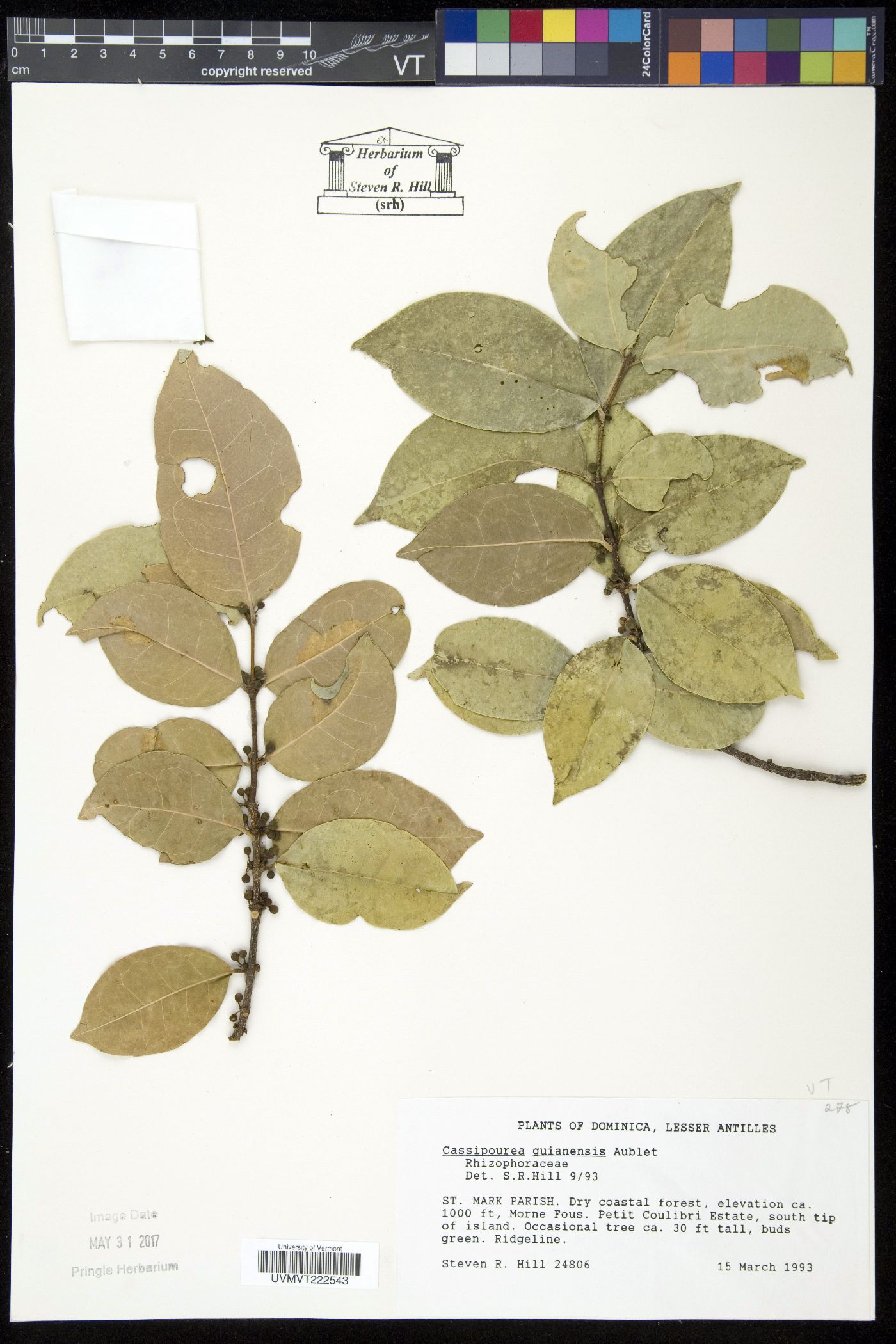 Cassipourea guianensis image