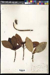 Rhizophora mangle image