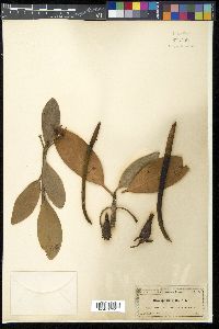 Rhizophora mangle image