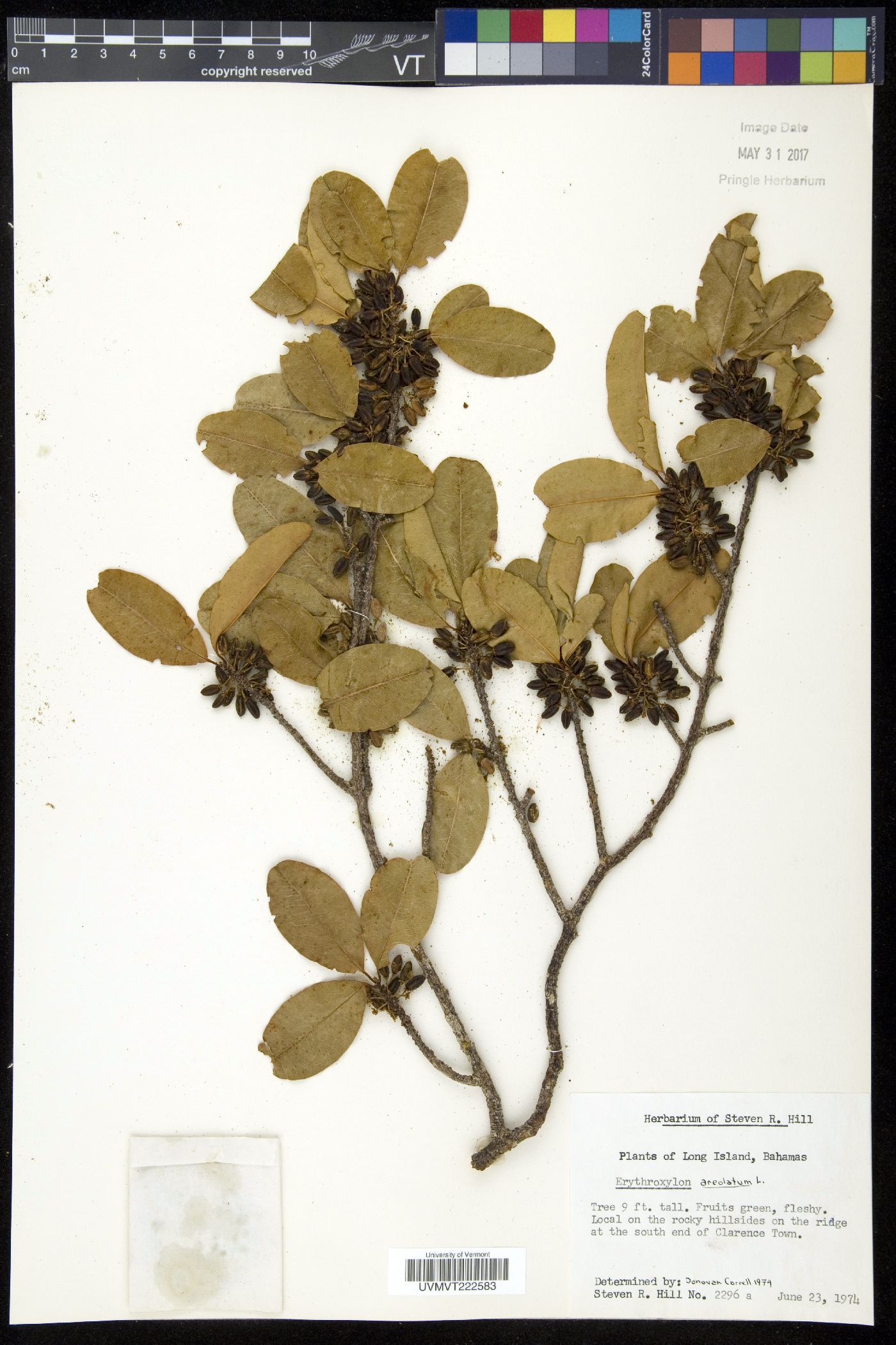 Erythroxylum areolatum image