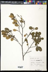 Erythroxylum confusum image