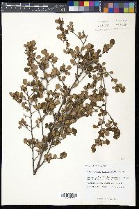 Erythroxylum rotundifolium image