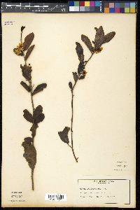 Ochna atropurpurea image