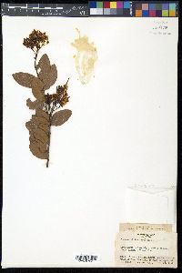 Ouratea nitida image