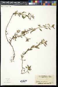 Sauvagesia erecta image