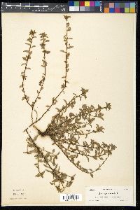 Sauvagesia erecta image