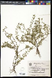 Sauvagesia erecta image