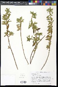 Sauvagesia erecta image