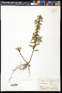 Sauvagesia erecta image