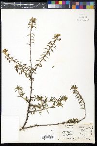 Sauvagesia erecta image