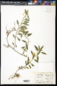 Sauvagesia erecta image