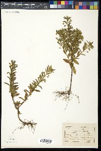 Sauvagesia erecta image