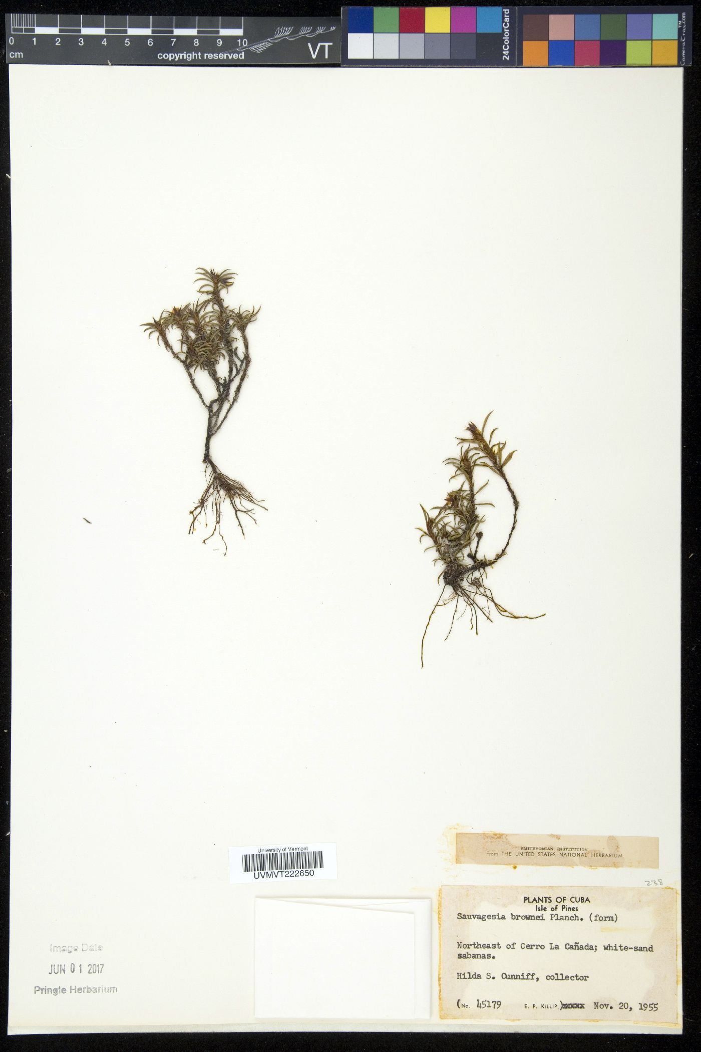 Sauvagesia erecta subsp. brownei image