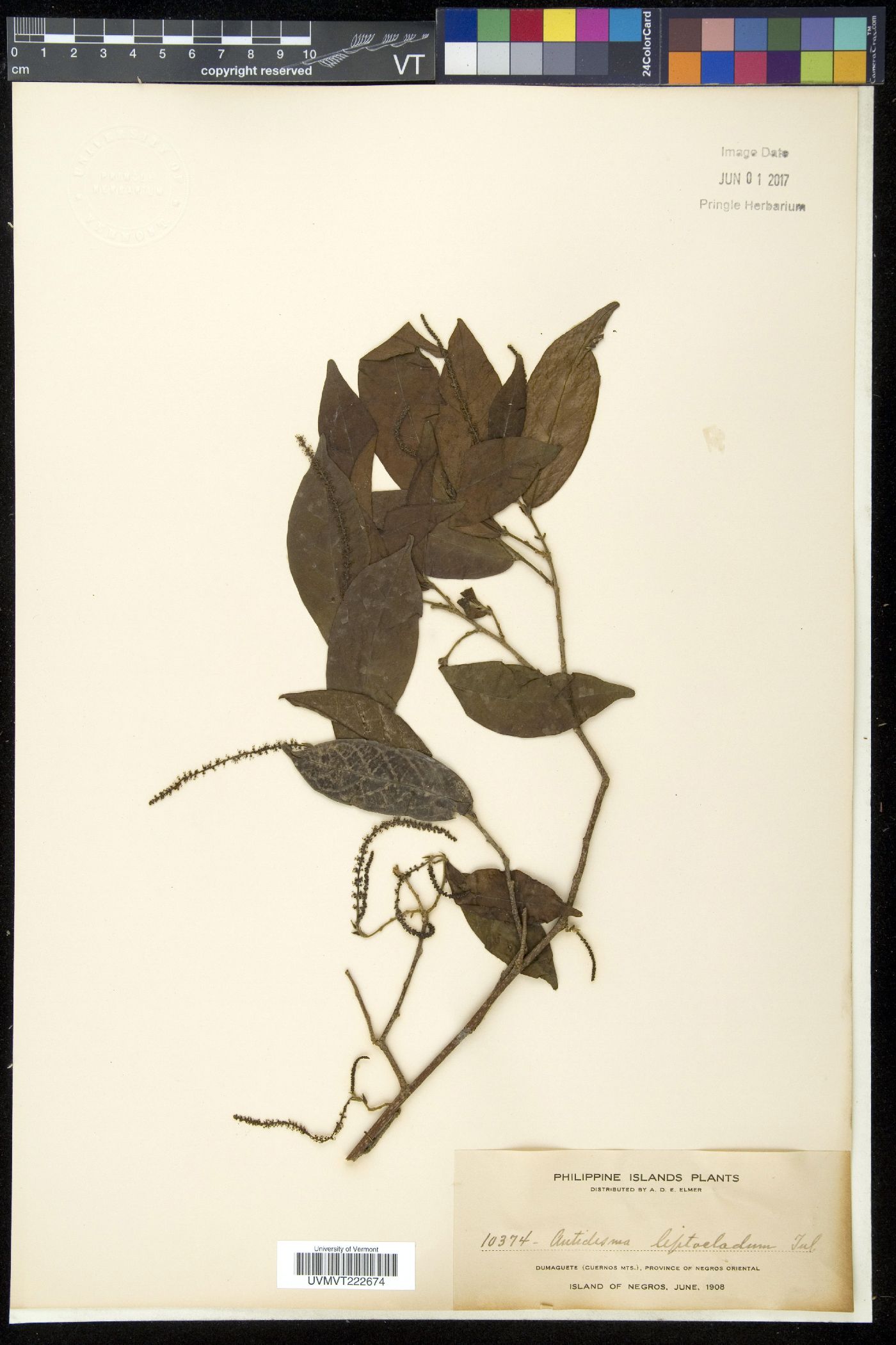 Antidesma montanum var. montanum image