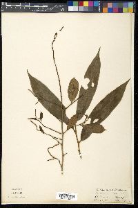 Media resource of Antidesma lanceolatum