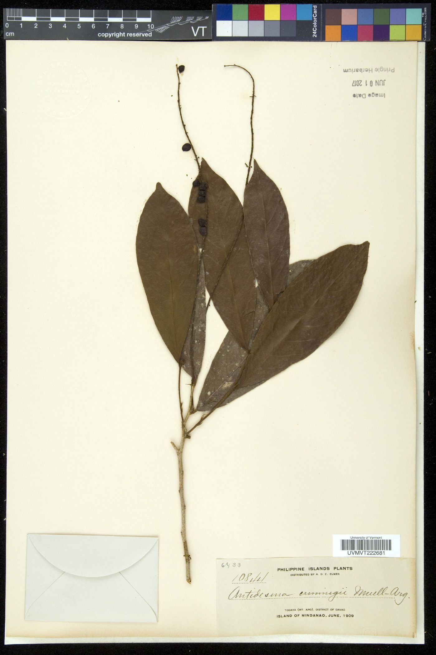 Antidesma tomentosum image