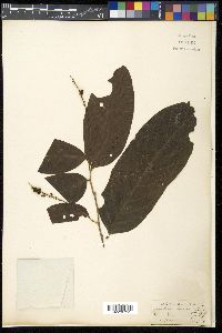 Media resource of Antidesma pubescens