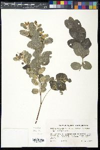 Breynia disticha image