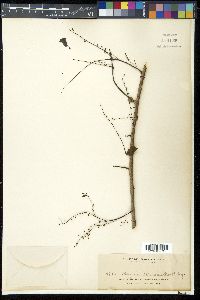 Breynia cernua image