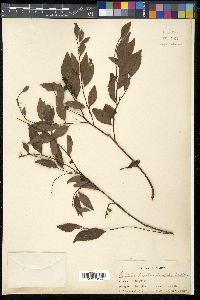 Bridelia tomentosa image
