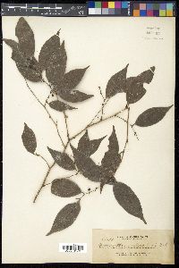 Media resource of Cleistanthus pedicellatus