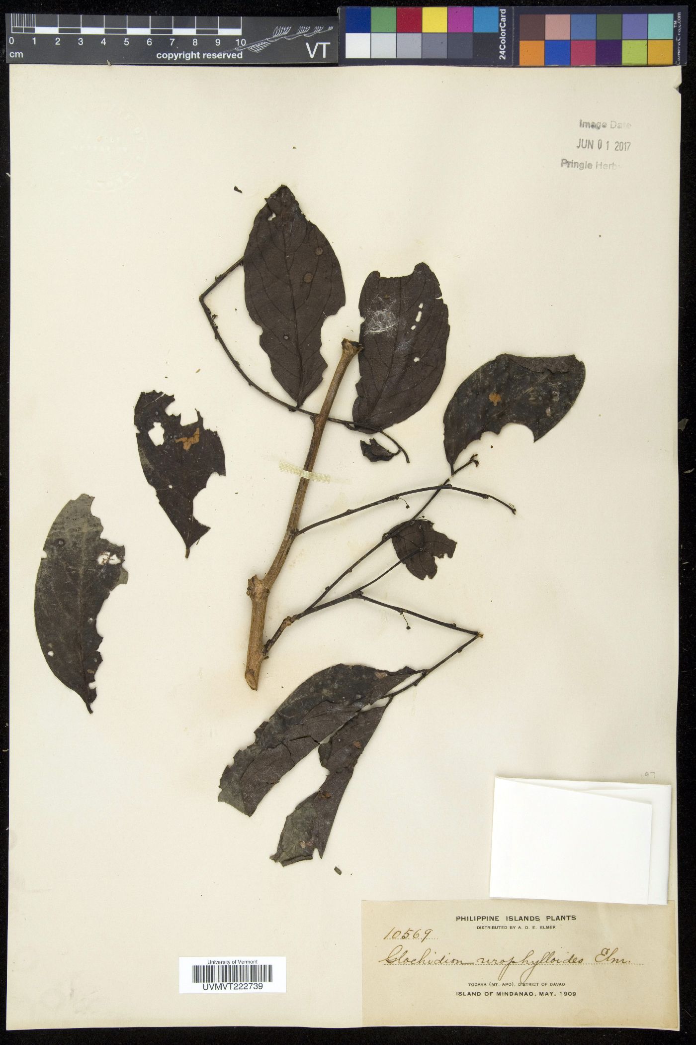 Glochidion urophylloides image