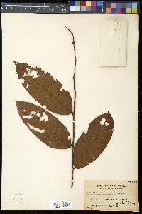 Phyllanthus albus image