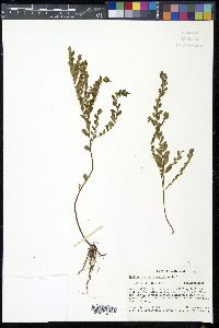 Phyllanthus caroliniensis image