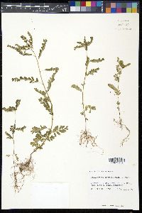 Phyllanthus amarus image