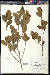 Savia bahamensis image